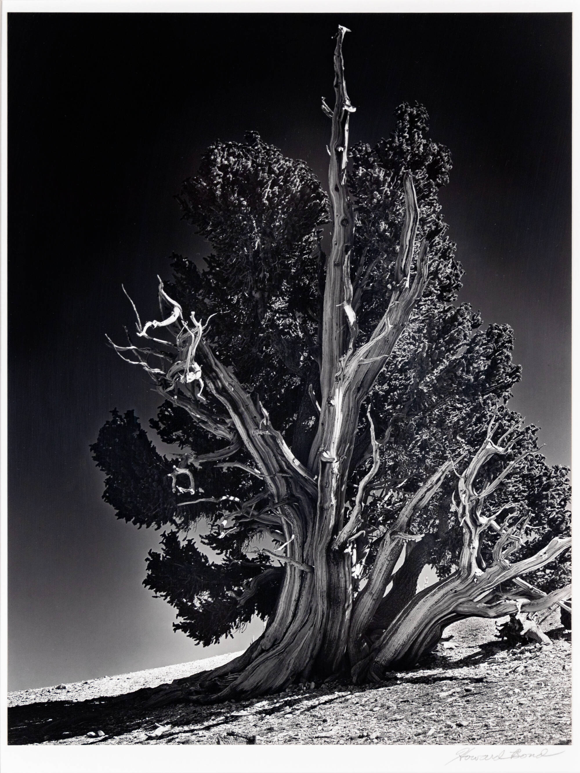 Black and white detailed photograph of a large, gnarly tree on the beach.